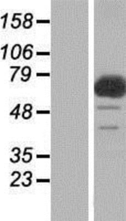 Novus Biologicals&trade;&nbsp;FAAP100 Overexpression Lysate