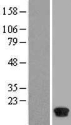 Novus Biologicals&trade;&nbsp;FABP7/B-FABP Overexpression Lysate