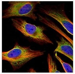 FACL4 Antibody, Novus Biologicals 0.1mL; Unlabeled:Antibodies, Polyclonal