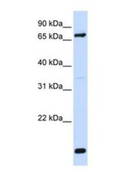 FACL4 Antibody, Novus Biologicals 0.05mg; Unlabeled:Antibodies, Polyclonal