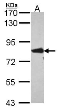 FACL4 Antibody, Novus Biologicals 0.1mL; Unlabeled:Antibodies, Polyclonal