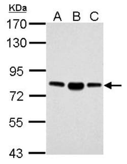 FACL4 Antibody, Novus Biologicals 0.1mL; Unlabeled:Antibodies, Polyclonal