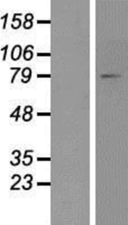 Novus Biologicals™ FACL4 Overexpression Lysate