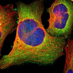 FACL4 Antibody, Novus Biologicals:Antibodies:Primary Antibodies