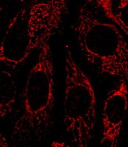 FACL4 Antibody, Novus Biologicals 0.1mL; Unlabeled:Antibodies, Polyclonal