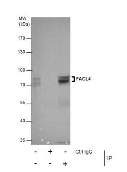 FACL4 Antibody, Novus Biologicals 0.1mL; Unlabeled:Antibodies, Polyclonal