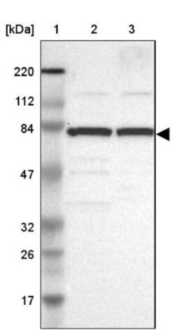 FACL4 Antibody, Novus Biologicals:Antibodies:Primary Antibodies