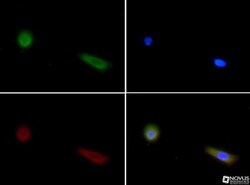 FIH-1/HIF-1AN Antibody (162c), Novus Biologicals 0.1mL; Unlabeled:Antibodies,