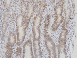 Coagulation Factor VII Antibody, Novus Biologicals 0.1 mL | Buy Online | Novus Biologicals | Fisher Scientific