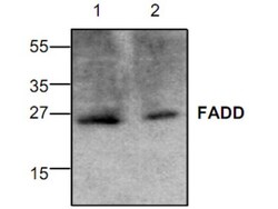 FADD Antibody, Novus Biologicals 0.1mg; Unlabeled:Antibodies, Polyclonal