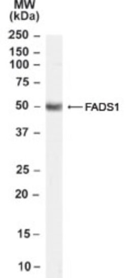 FADS1 Antibody, Novus Biologicals 0.1mg; Unlabeled:Antibodies, Polyclonal
