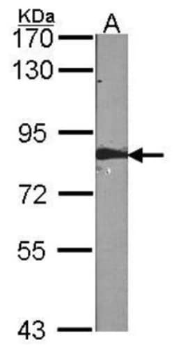 FAF1 Antibody, Novus Biologicals 0.1mL; Unlabeled:Antibodies, Polyclonal