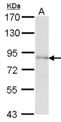 FAF1 Antibody, Novus Biologicals 0.1mL; Unlabeled:Antibodies, Polyclonal