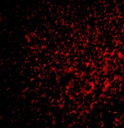 FAF1 Antibody - BSA Free, Novus Biologicals 0.025 mg, Unconjugated:Antibodies,