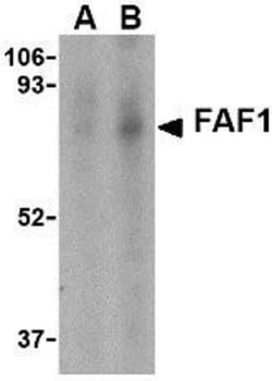 FAF1 Antibody - BSA Free, Novus Biologicals 0.025 mg, Unconjugated:Antibodies,