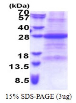 Novus Biologicals&trade;&nbsp;Recombinant Human FAIM1 His Protein
