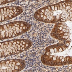 FAIM3 Antibody, Novus Biologicals:Antibodies:Primary Antibodies