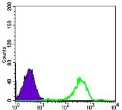 FAK Antibody (10H7E9), Novus Biologicals 0.1mL; Unlabeled:Antibodies, Monoclonal