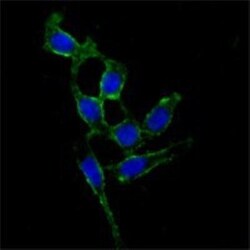 FAK Antibody (10H7E9), Novus Biologicals 0.1mL; Unlabeled:Antibodies, Monoclonal