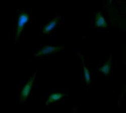 FAK Antibody (OTI4D11), Novus Biologicals 0.1mL; Unlabeled:Antibodies,
