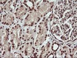 FAK Antibody (OTI4D11), Novus Biologicals 0.1mL; Unlabeled:Antibodies,