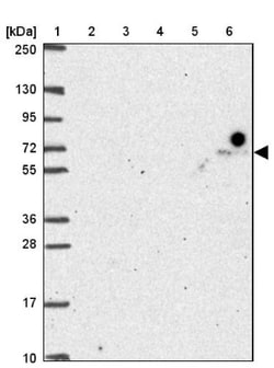 FAKD3 Antibody, Novus Biologicals:Antibodies:Primary Antibodies