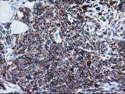 FALDH Antibody (OTI2A7), Novus Biologicals 0.1mL; Unlabeled:Antibodies,