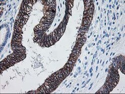 FALDH Antibody (OTI2A7), Novus Biologicals 0.1mL; Unlabeled:Antibodies,
