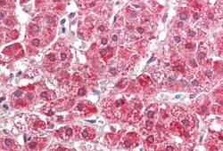 FALDH Antibody, Novus Biologicals 100&mu;L; Unlabeled:Antibodies, Polyclonal