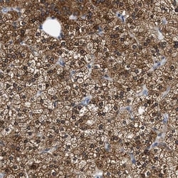FALDH Antibody, Novus Biologicals:Antibodies:Primary Antibodies