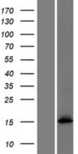 Novus Biologicals™ FAM101A Overexpression Lysate