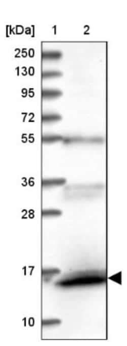 FAM103A1 Antibody, Novus Biologicals:Antibodies:Primary Antibodies