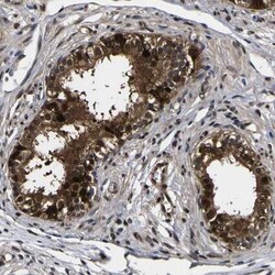 BHMT2 Antibody, Novus Biologicals:Antibodies:Primary Antibodies
