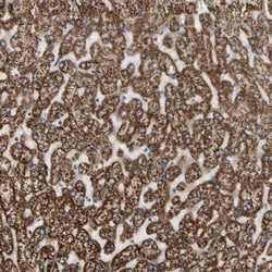 CPNE7 Antibody, Novus Biologicals:Antibodies:Primary Antibodies