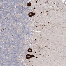 FAM110C Antibody, Novus Biologicals 25 &mu;L, Unlabeled:Antibodies, Polyclonal