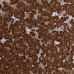 FAM110C Antibody, Novus Biologicals 0.1mL; Unlabeled:Antibodies, Polyclonal