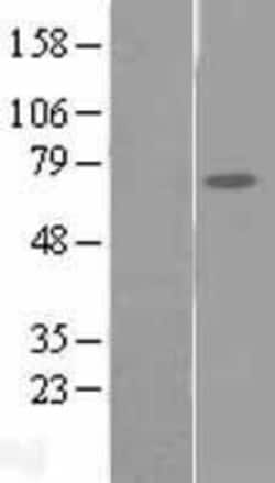 Novus Biologicals&trade;&nbsp;FAM111A Overexpression Lysate