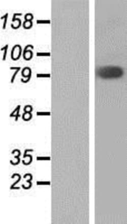 Novus Biologicals&trade;&nbsp;FAM111B Overexpression Lysate
