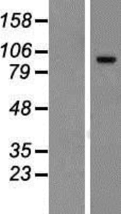 Novus Biologicals&trade;&nbsp;FAM115C Overexpression Lysate