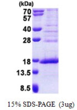 Novus Biologicals&trade;&nbsp;Recombinant Human FAM119A His Protein