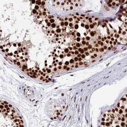 FAM119B Antibody, Novus Biologicals 0.1mL; Unlabeled:Antibodies, Polyclonal