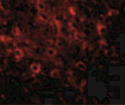 FAM120A Antibody - BSA Free, Novus Biologicals 0.025 mg, Unconjugated:Antibodies,