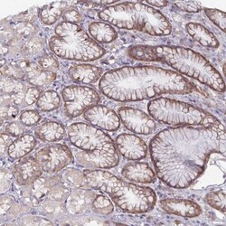 FAM120A Antibody, Novus Biologicals 0.1mL; Unlabeled:Antibodies, Polyclonal