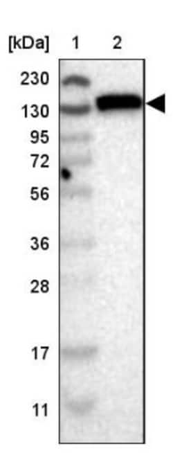 FAM120A Antibody, Novus Biologicals 0.1mL; Unlabeled:Antibodies, Polyclonal