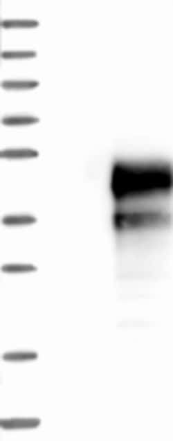 FAM122B Antibody, Novus Biologicals 25 &mu;L; Unlabeled:Antibodies, Polyclonal