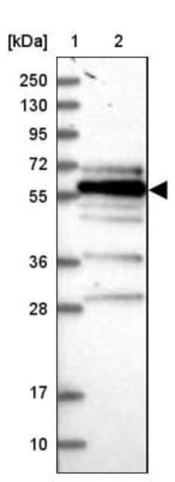 FAM126B Antibody, Novus Biologicals 25 &mu;L, Unlabeled:Antibodies, Polyclonal