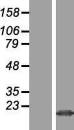 Novus Biologicals&trade;&nbsp;FAM128B Overexpression Lysate