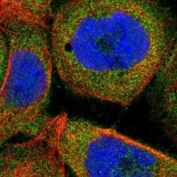 FAM129B Antibody, Novus Biologicals:Antibodies:Primary Antibodies