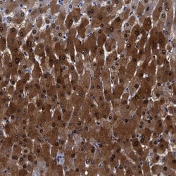 FAM129B Antibody, Novus Biologicals:Antibodies:Primary Antibodies