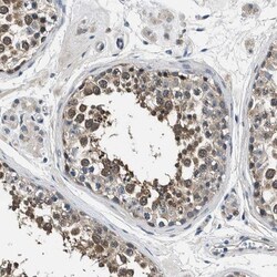 FAM129B Antibody, Novus Biologicals:Antibodies:Primary Antibodies